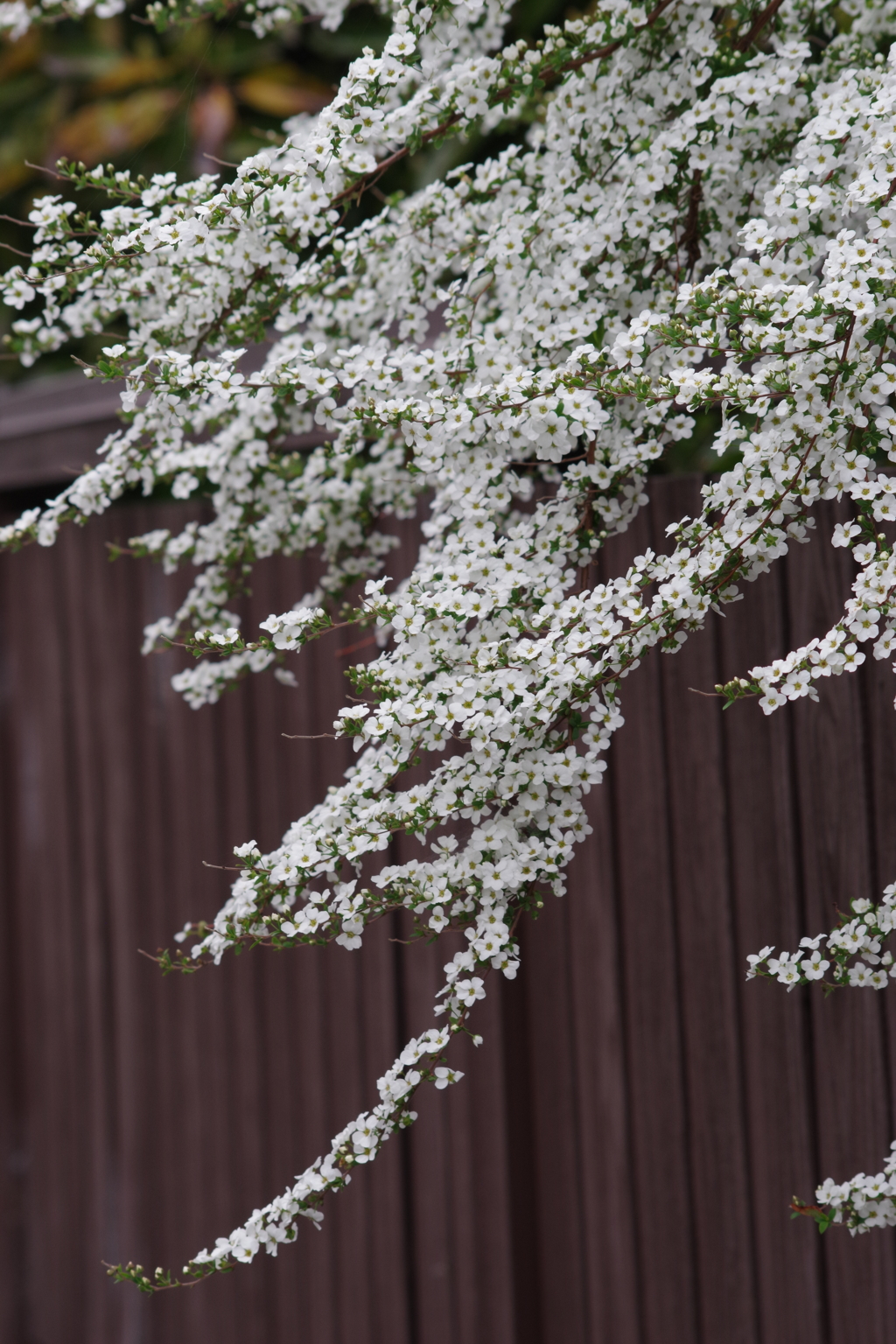 花散歩‐塀越しの雪柳