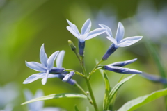 花散歩-丁字草の薄水色