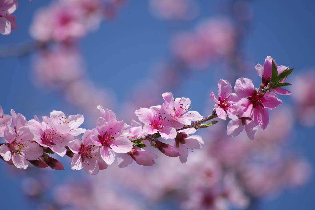 桃の花-1