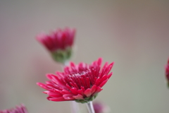 雪前の花散歩₋赤い小菊