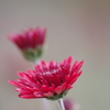 雪前の花散歩₋赤い小菊