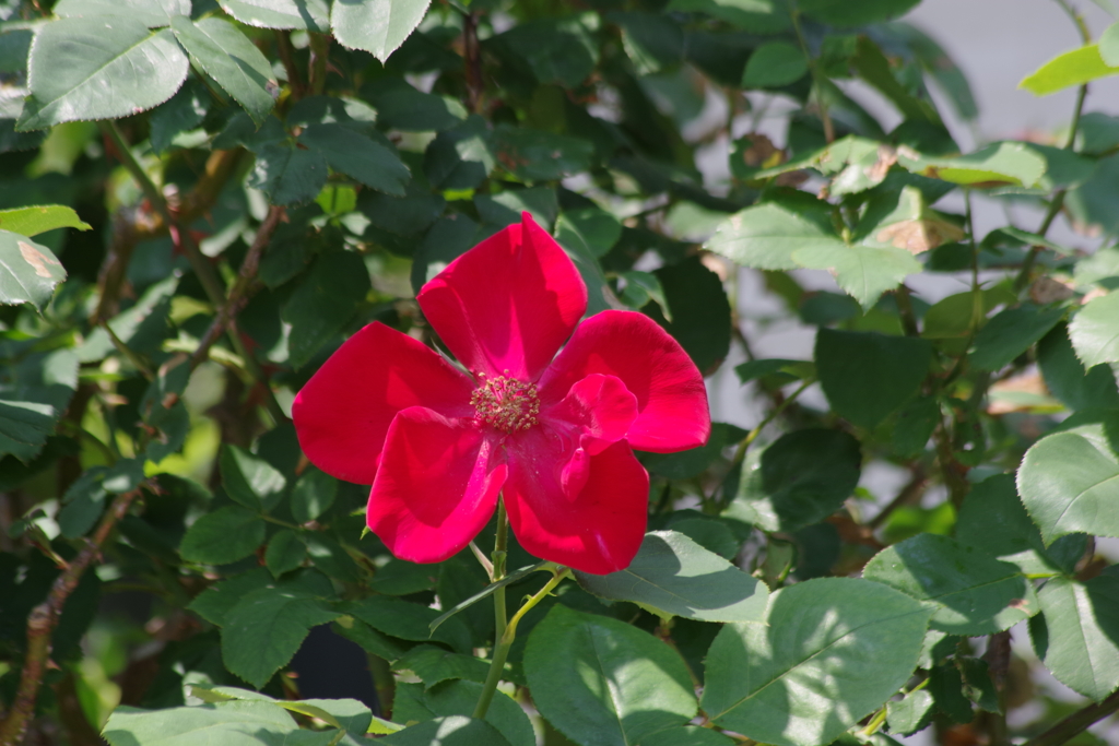 住宅街のバラ-1