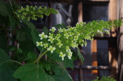 花散歩-柏葉紫陽花