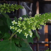 花散歩-柏葉紫陽花