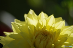 花びらを透かして-2