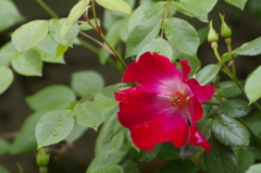 花散歩‐薔薇・カクテル