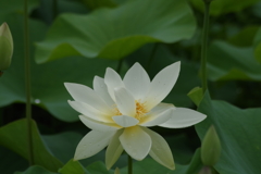 蓮の花3