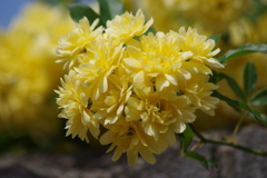花散歩-木香薔薇