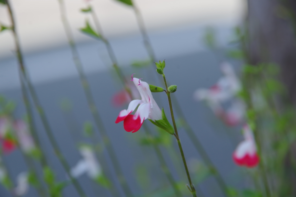 樹下の花想い12-2