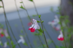 樹下の花想い12-2