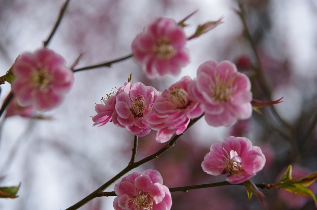 春を待つ心‐桃いろの梅