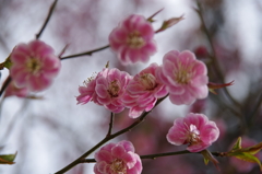 春を待つ心‐桃いろの梅
