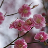 春を待つ心‐桃いろの梅