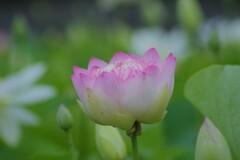 薄桃の蓮1