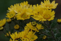 花散歩‐黄色の小菊