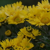 花散歩‐黄色の小菊