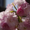 子安観音堂の桜-4