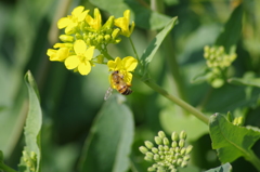 油菜に蜜蜂-2