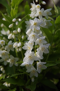 花散歩‐卯の花