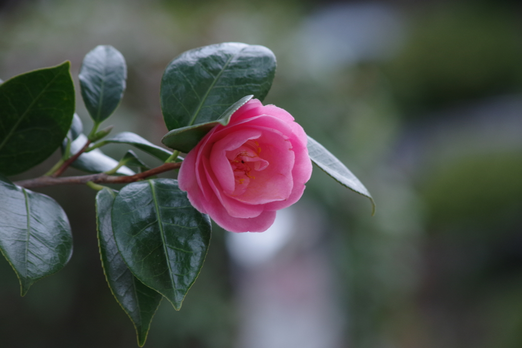 家の周りの春‐椿1