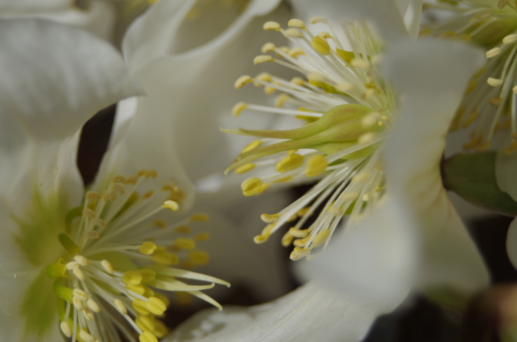 家の周りで-クリスマスローズ2