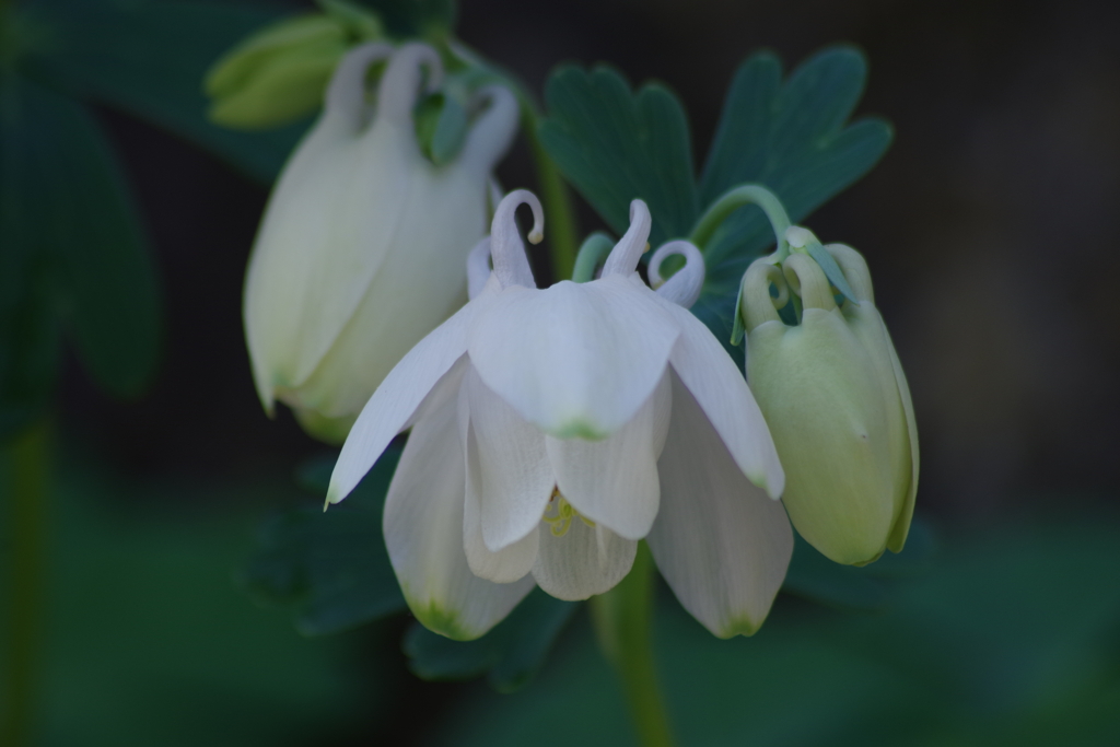 花散歩-白花の深山苧環