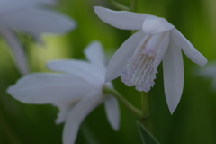 花散歩‐紫蘭の白花