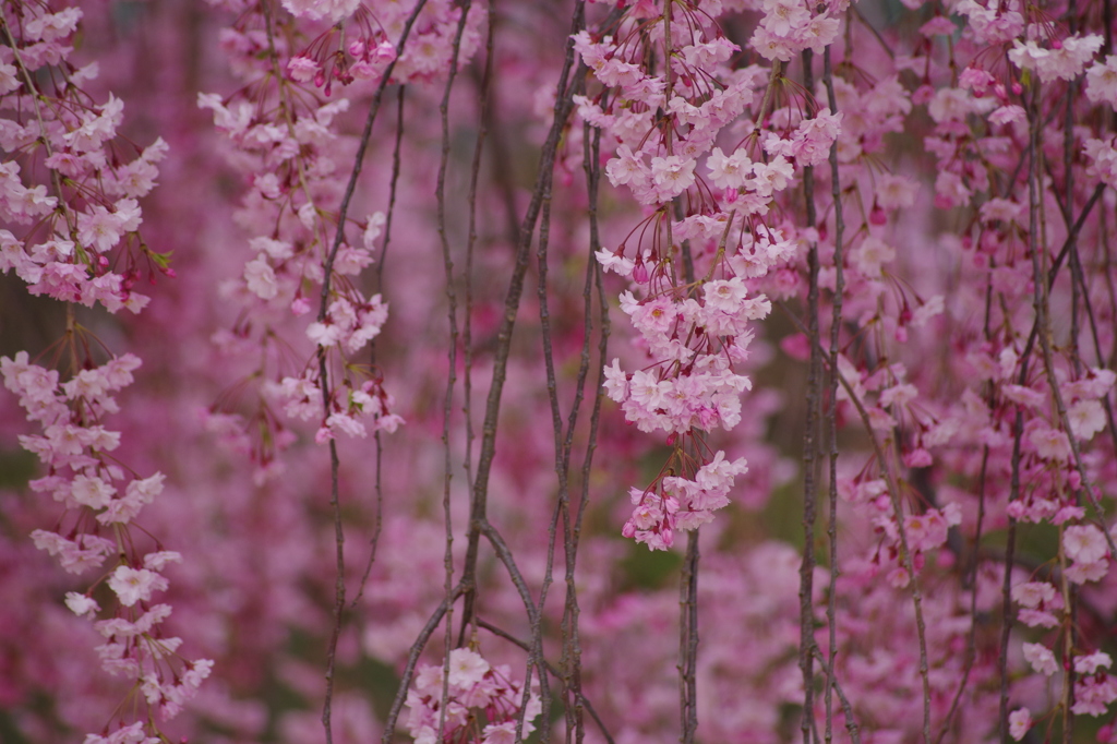 花暖簾-3