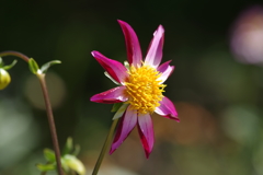 ミッドナイトスター