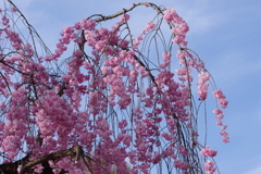 光禅寺の紅枝垂れ桜-5