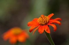 花散歩-メキシコヒマワリ
