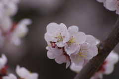 薄桃の梅