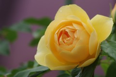 花散歩-黄色の薔薇