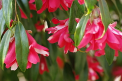 花散歩‐枝垂れ椿