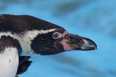 ペンギン