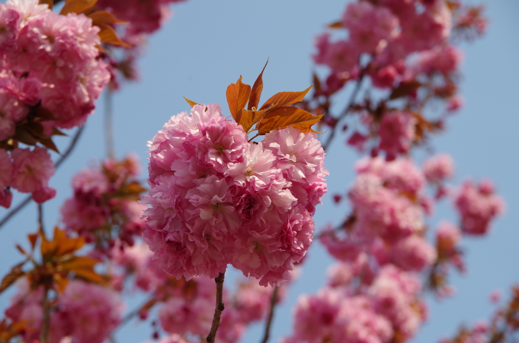 八重の桜・手まり咲き-1