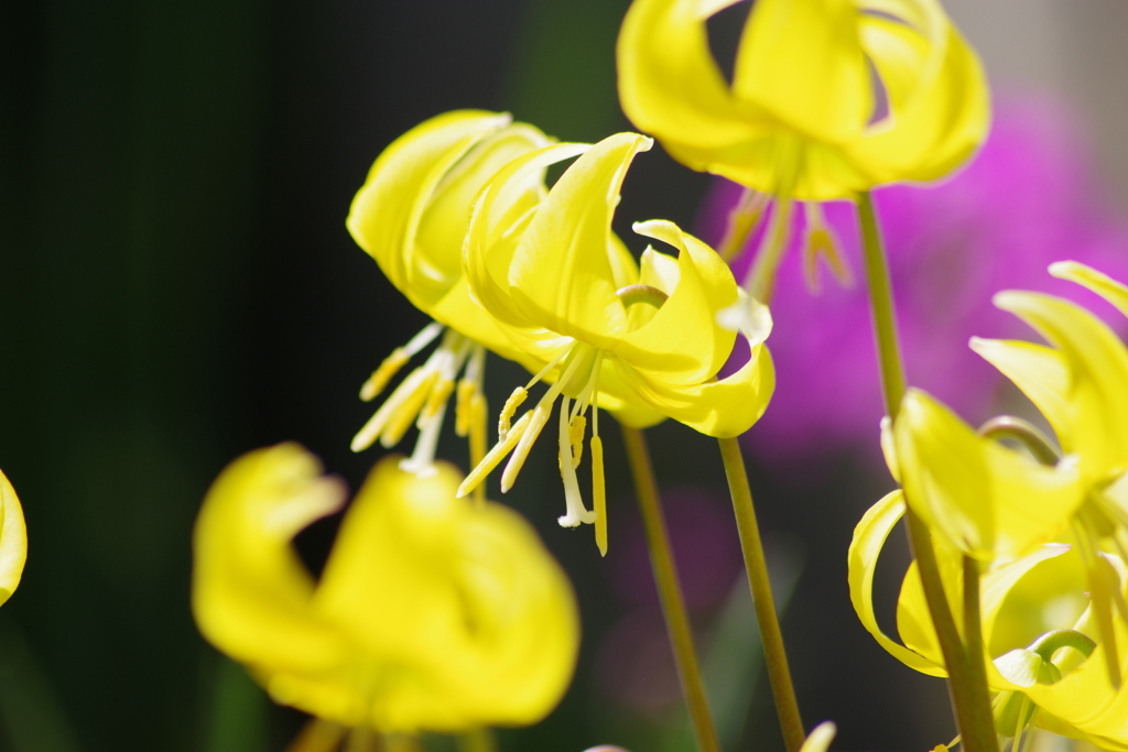 春を待つ心-黄花の片栗