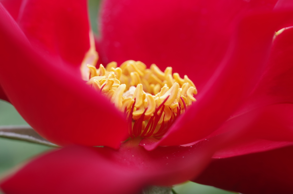 アルティッシモ