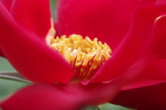 アルティッシモ