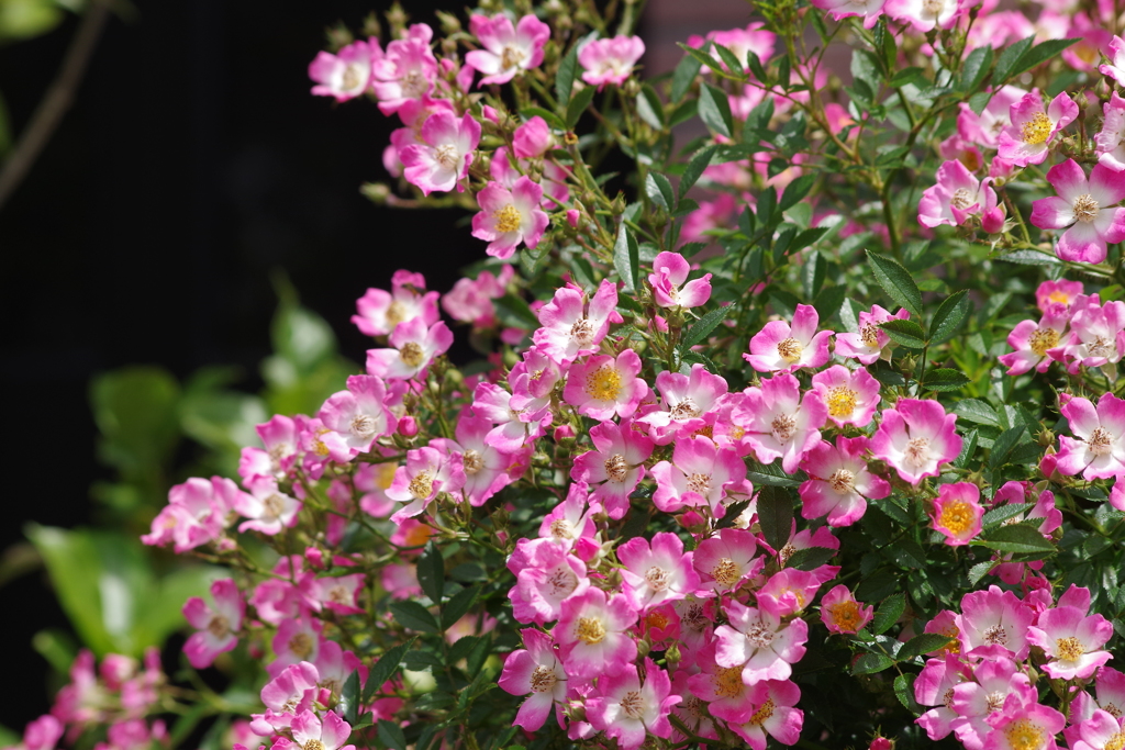 花散歩-つる薔薇1