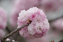 花散歩‐手毬咲の桜1