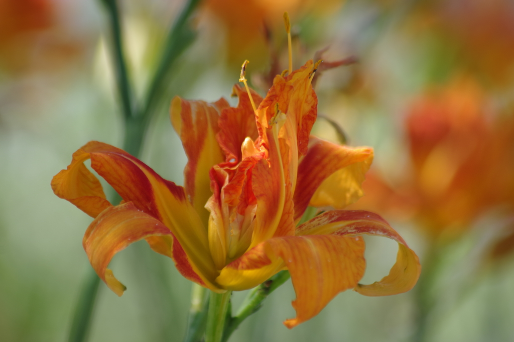 花散歩‐ヤブカンゾウ