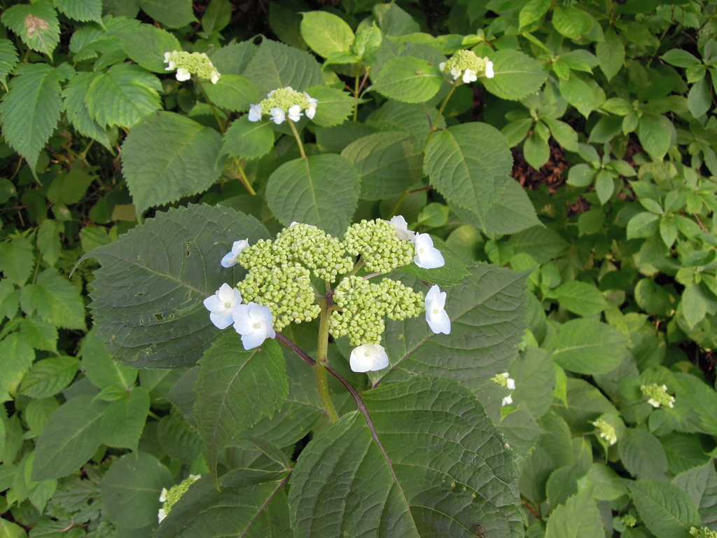 鳥海山麓の山アジサイ