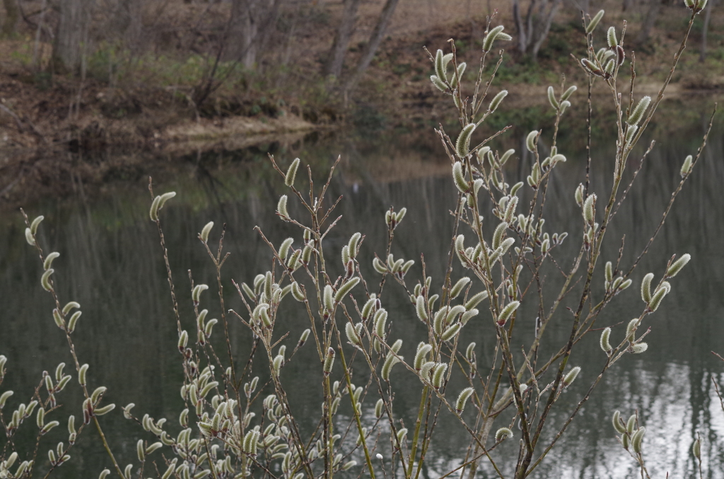 野草園開園‐ネコヤナギ