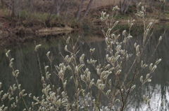 野草園開園‐ネコヤナギ