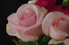 夜の薔薇スタジオ-8