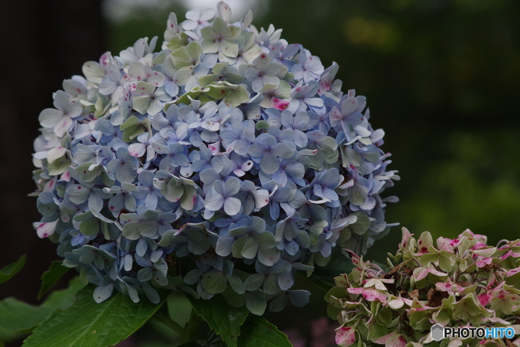 紫陽花の秋の彩-3