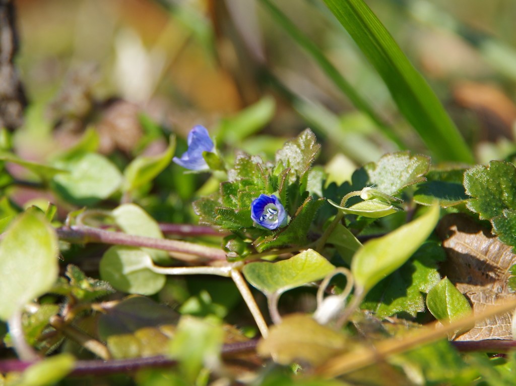 厳寒に春を探して-4