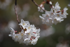 秩父の桜-6