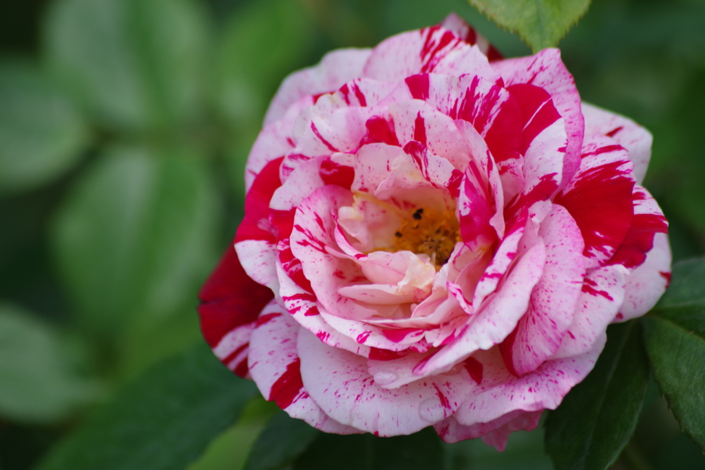 それでも薔薇は咲く-センチメンタル